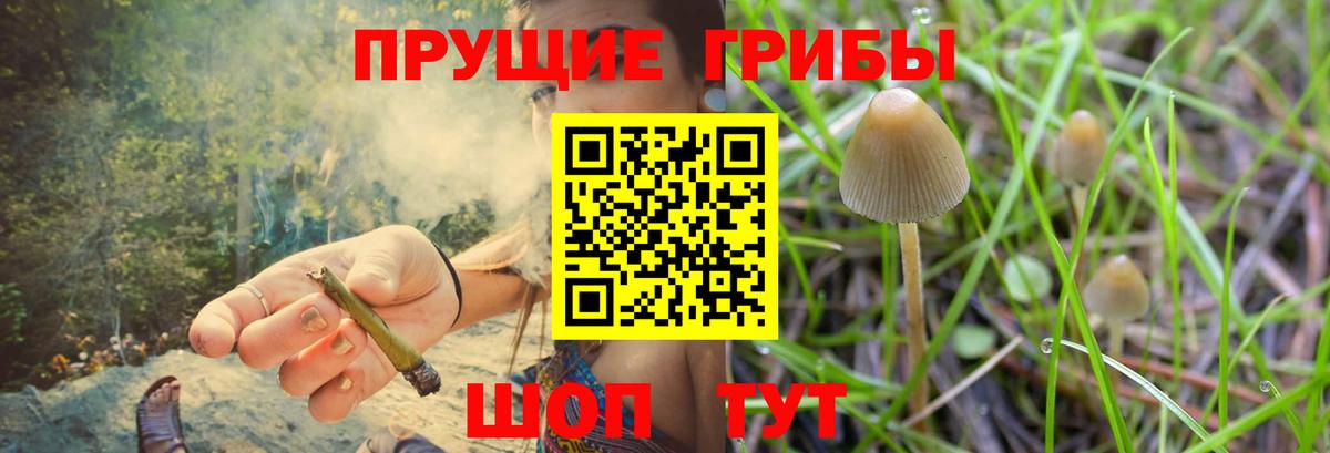 Галлюциногенные грибы Psilocybine cubensis Мичуринск